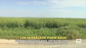 Los herbáceos piden agua - 27/04/2026