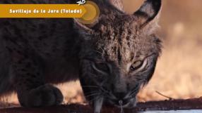 Control y recuperación del lince ibérico: hasta 2000 ejemplares censados en 2024