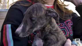 Entramos en el arca de Noé, donde perros y gatos buscan una segunda oportunidad