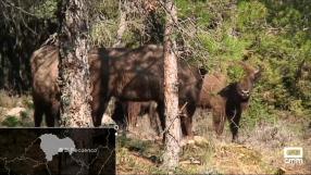 9 bisontes europeos en el Parque Natural del Alto Tajo