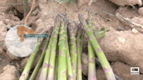 Recogemos espárragos verdes en Romanones y Armuña de Tajuña