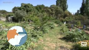 El "Huerto Aitor", un espacio solidario para las personas más necesitadas de Almansa