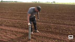 Estamos en plena temporada de plantación de cebollas