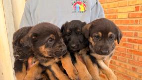 Rescate de cuatro cachorros en Cenizate por el Refugio Animalea
