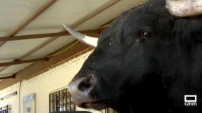 Conocemos a Tamariz, el toro bravo que se pasea por su casa