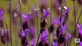Ruta por Guadalajara para disfrutar de las flores que nos trae la primavera