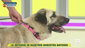 Artrosis animal