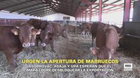 Los productores de vacuno de carne urgen la apertura de Marruecos - 16/06/2026