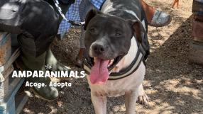 Artemis, otro ejemplo de abandono y de cría de perros de raza