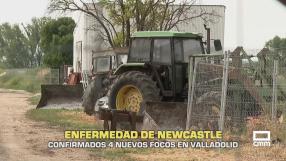 Confirmados cuatro focos de la enfermedad de Newcastle en Valladolid - 23/06/2026