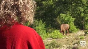 Los nuevos vecinos de El Recuenco: 9 ejemplares de bisonte europeo