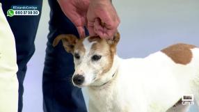 ¿Cómo cuidar mejor a nuestras mascotas?