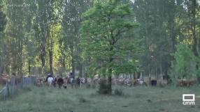 Los Belenchón mantienen viva la tradición de la trashumancia desde hace generaciones