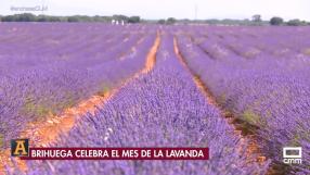 Brihuega celebra el mes de la lavanda