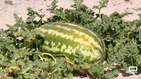 Conocemos el secreto del sabor de las sandías de Velada