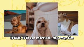 ¿Qué es mejor: acoger o adoptar una mascota? La ayuda que necesitan las protectoras de animales