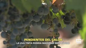 La uva tinta podría madurar más rápido - 10/08/2026