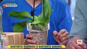 ¿Sustrato orgánico o sustrato mineral?