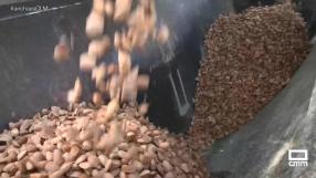 Recogida de almendras en Aguas Nuevas (Albacete)