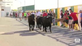 Comienzan los encierros en Villaseca de la Sagra