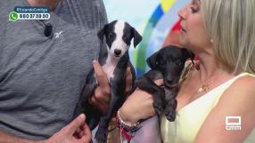 Rehabilitación en mascotas