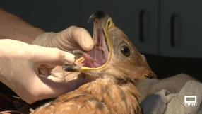 Récord de ingresos de aves en El Chaparrillo por el calor extremo
