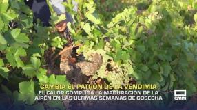 El calor complica la maduración de la airén - 07/09/2026