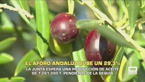 Andalucía espera una producción de aceite de 1.261.200 toneladas - 29/09/2026