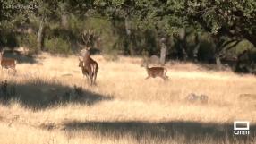 Comienza el otoño y con él , la berrea