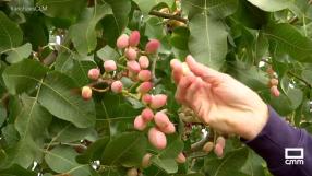 Conocemos el cultivo del pistacho