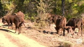 Nace el primer bisonte en El Recuenco