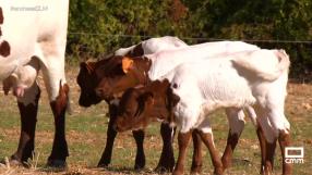 Conocemos las vacas berrendas de la finca "La Morera"