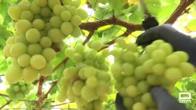 Descubrimos la variedad de uva "autumn crisp" en Hellín