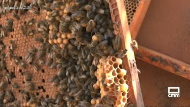 Pastrana, el paraíso de las abejas y despensa de la miel