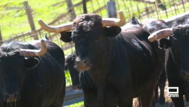 Toros de Pezuela es la nueva ganadería de toros de lidia