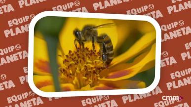 Equipo Planeta: las abejas son importantes - Programa 24
