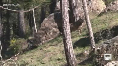 Dos lobas se suman a la gran familia de osos en 'El Hosquillo'