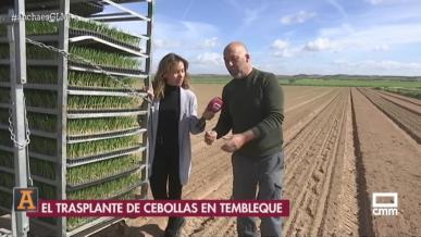 Trasplantan para recoger cebolla en Tembleque (Toledo)