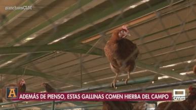 5.000 gallinas campan a sus anchas en esta granja de huevos de Gálvez
