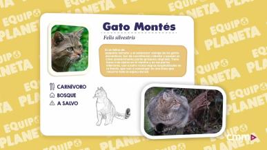 Equipo Planeta: el gato montés - Programa 38