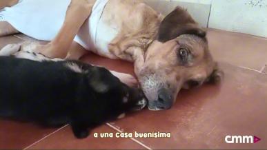 Capítulo 23: ¿qué ha pasado con los cachorros de Pompa?