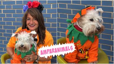 'Amparanimals' lanza su primer concurso de disfraces 'terroríficos' para mascotas en Halloween