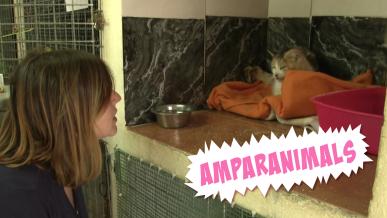 Viviana, una gata en busca de familia + 28 gatos de viaje con los voluntarios del Arca de Noé