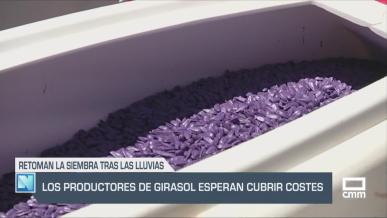 Los productores de girasol esperan cubrir costes - 21/05/25