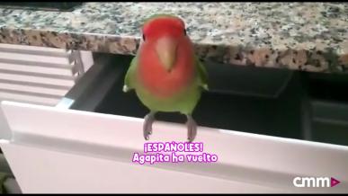 ¿Qué fue de Agapita, el agapornis perdido en Albacete en 2019?