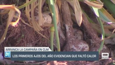Los primeros ajos del año evidencian que faltó calor - 26/05/25