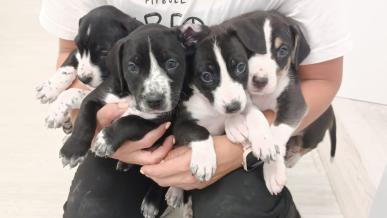 Laia y la camada D buscan familia: cómo ayudar en una protectora si no puedes adoptar o acoger