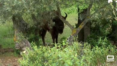 El bisonte en Castilla-La Mancha