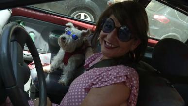Viajar en el coche con perros o gatos