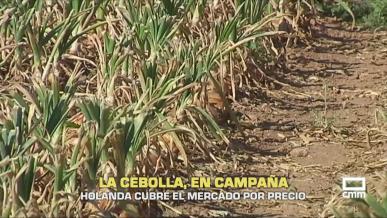 La cebolla, en campaña - 25/09/2025